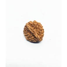 2-MUKHI-RUDRAKSHA-INDIAN-1.png