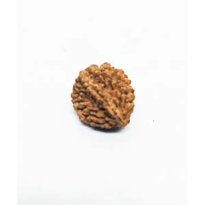 2 Mukhi Rudraksha Do Mukhi Indian & Nepal Beads Original