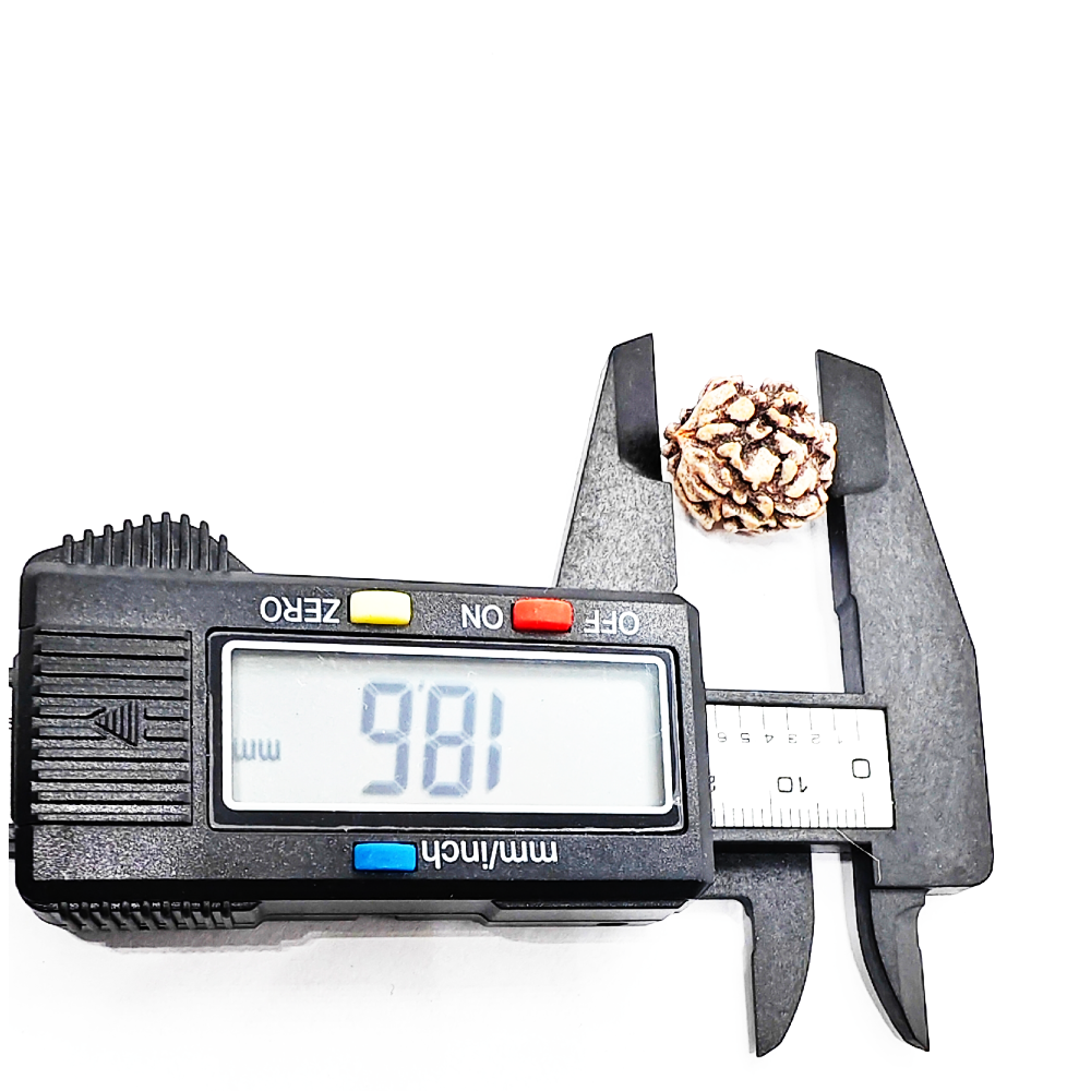 Buy 3 Mukhi Rudraksha (Teen Mukhi) With Certificate - Image 2