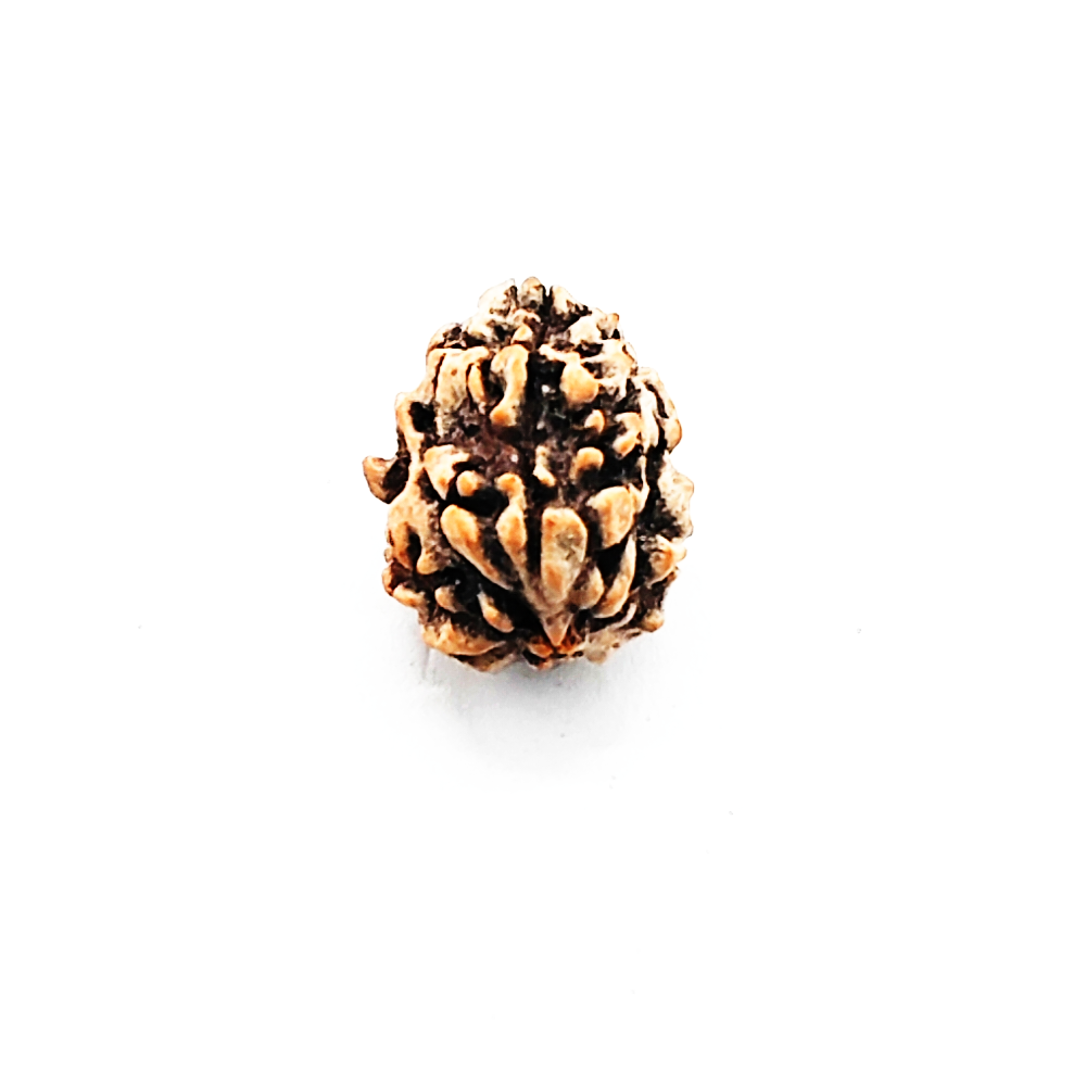 Buy 3 Mukhi Rudraksha (Teen Mukhi) With Certificate - Image 3