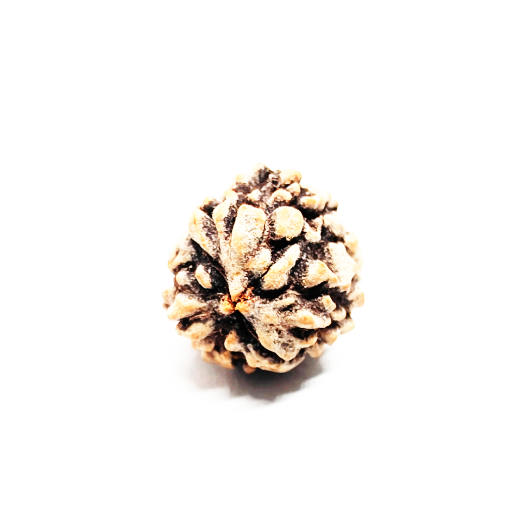 Buy 3 Mukhi Rudraksha (Teen Mukhi) With Certificate - Image 4