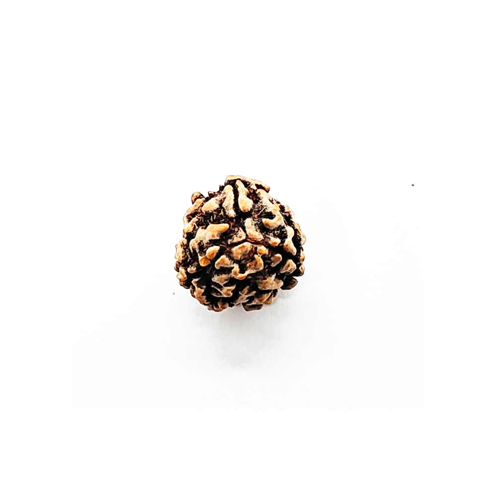 Buy 3 Mukhi Rudraksha (Teen Mukhi) With Certificate - Image 6