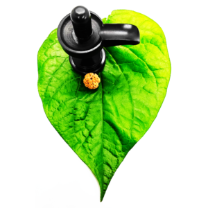 Buy 5 Mukhi Rudraksha Original (Indian & Nepal Beads) With Certificate