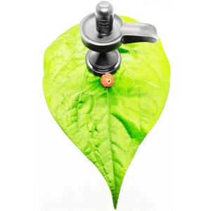 Buy 6 Mukhi Rudraksha Original (Indian & Nepal Beads) With Certificate