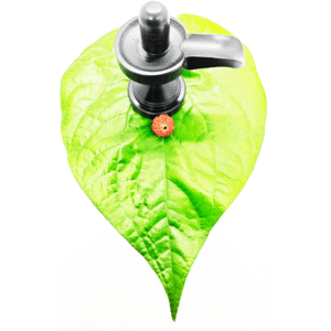 Buy 7 Mukhi Rudraksha Original (Indian & Nepal Beads) With Certificate