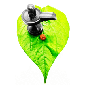 Buy 9 Mukhi Rudraksha Original (Indian & Nepal Beads) With Certificate