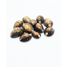 Tiger-Cowrie-Seashell.png Tiger-Cowrie-Seashell.png