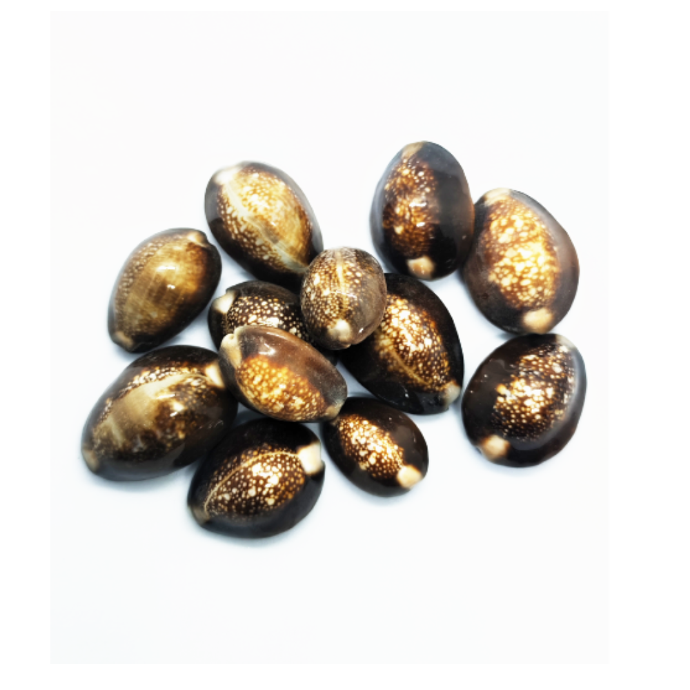 Buy Best Tiger Cowrie Seashell For Peace, Unity and Luck - Image 2